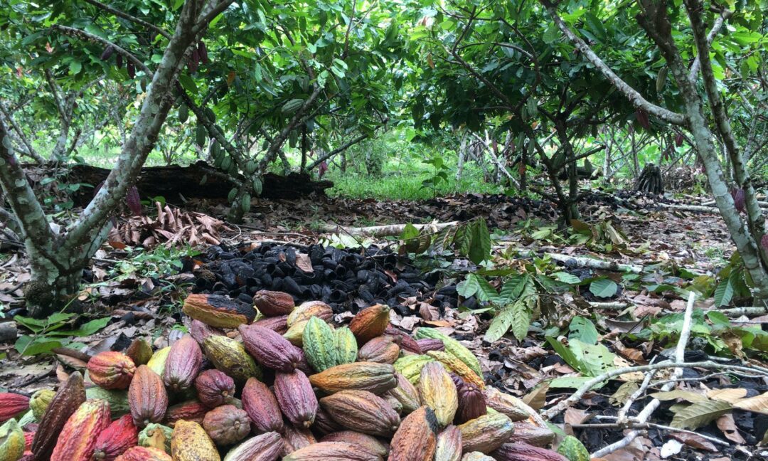 La journée du cacao, c’est aujourd’hui 1er octobre !