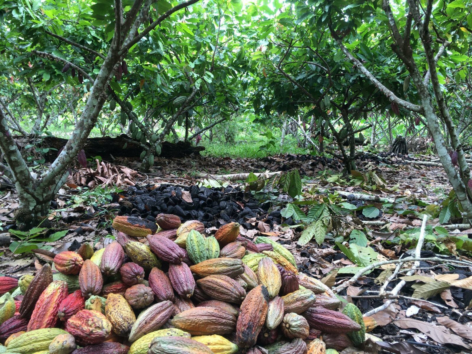 La journée du cacao, c&rsquo;est aujourd&rsquo;hui 1er octobre !